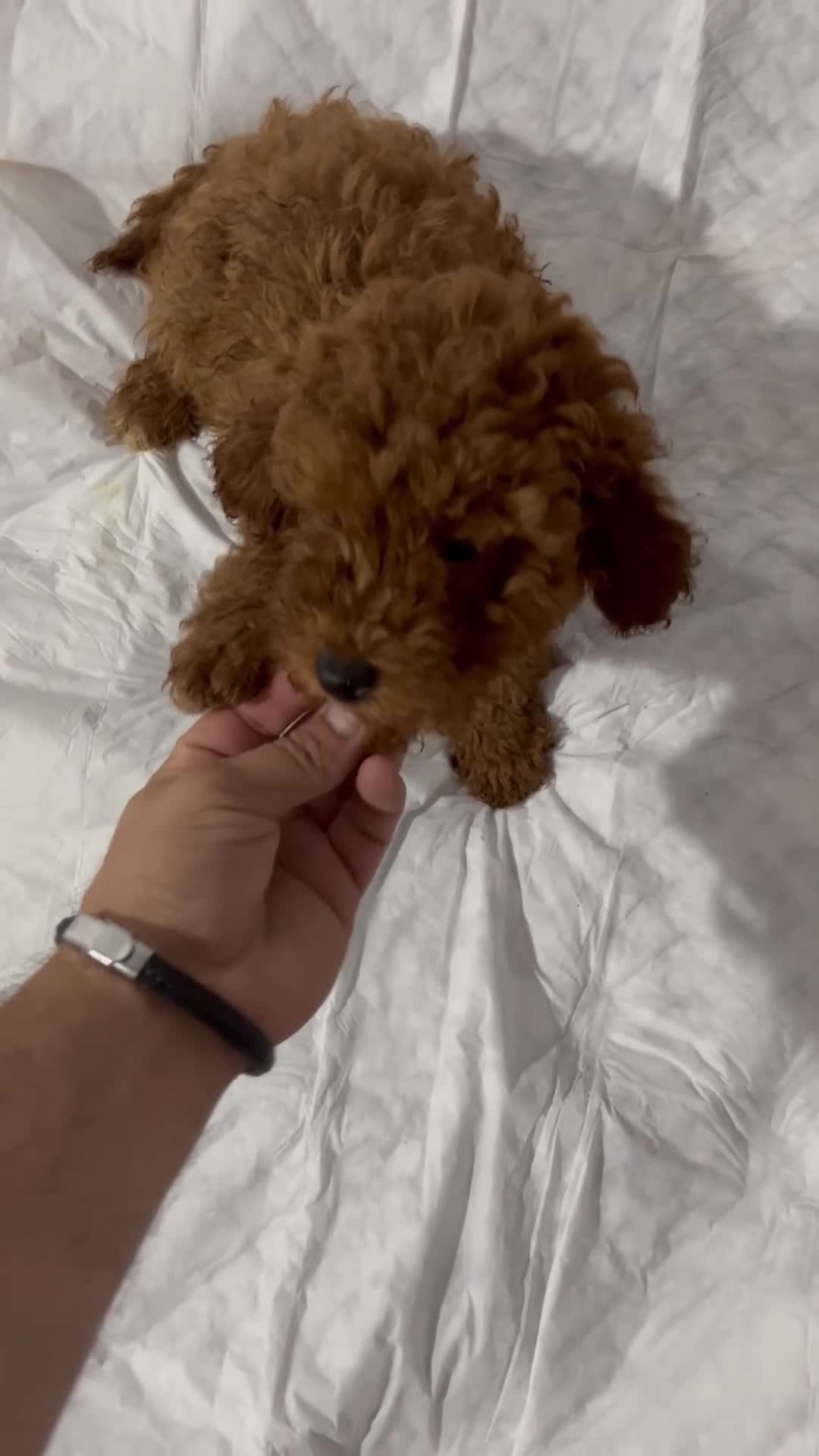 Caniche Toy perros en venta: CANICHES PRECIOSOS FOTOS REALES - Video 1