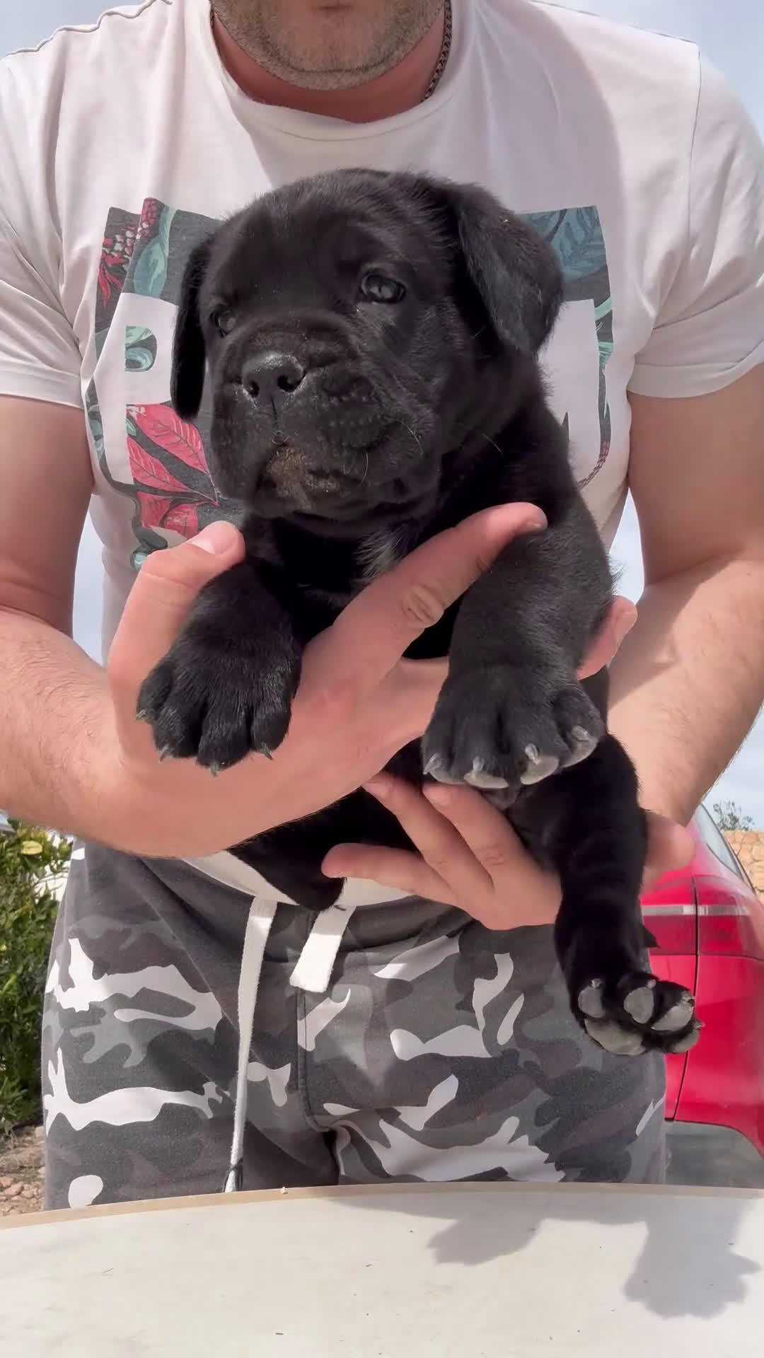 Cane Corso perros en venta: Cachorros de Cane Corso  en Alicante - Video 2