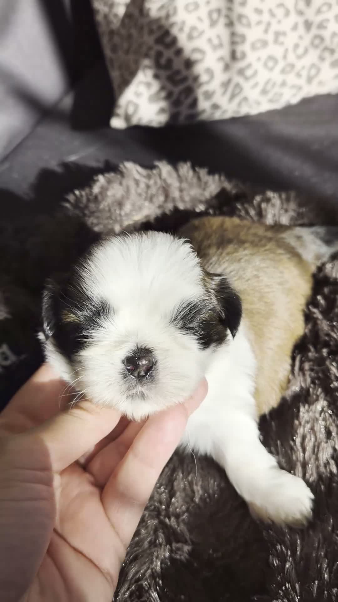 Shih Tzu perros en venta: Shik tzu - Video 5