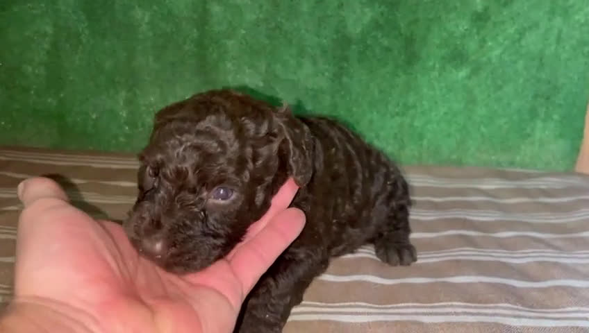 Perro de Agua Español perros en venta: Machito de perro de agua - Video 1