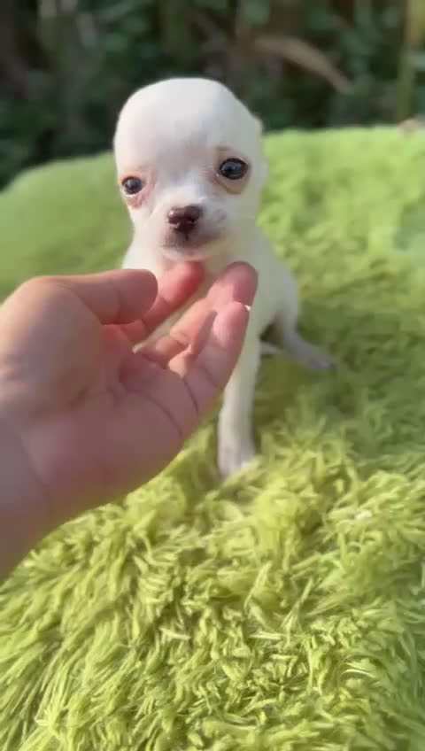 Chihuahua perros en venta: Chihuahua mscho minitoy  - Video 1