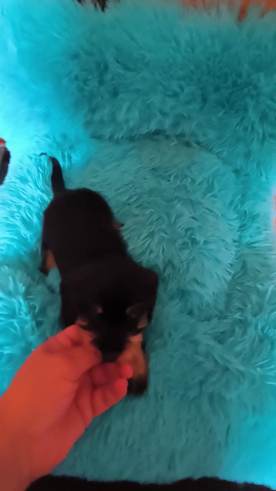 Teckel perros en venta: Teckel kaninchen muy pequeños - Video 1