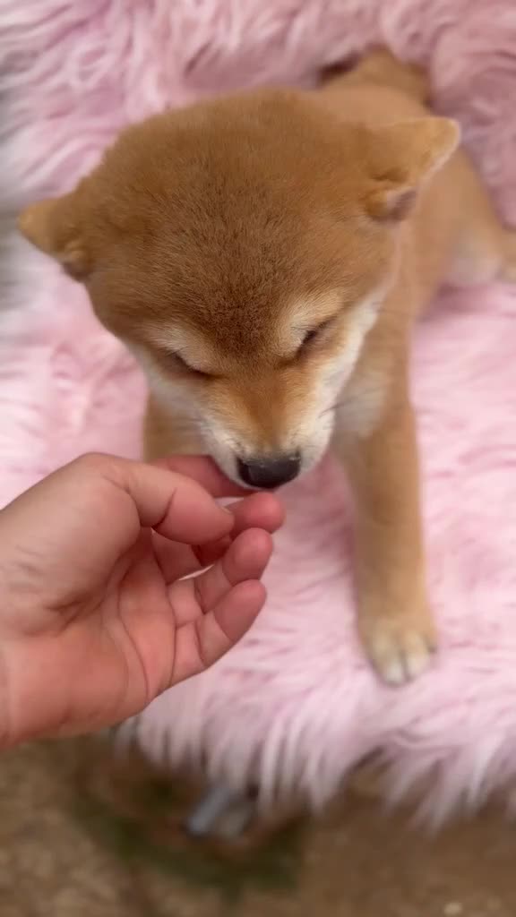 Shiba Inu perros en venta: Shiba Inu rojo y tricolor  - Video 3