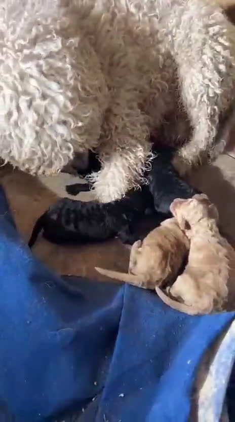 Perro de Agua Español perros en venta: Camada de perros de agua en Madrid - Video 2