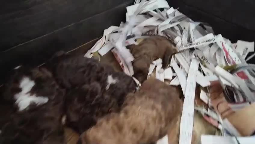 Perro de Agua Español perros en venta: Perro de agua  en Sevilla - Video 3