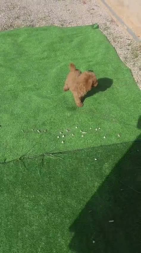 Caniche Toy perros en venta: Caniche Toy - Video 1