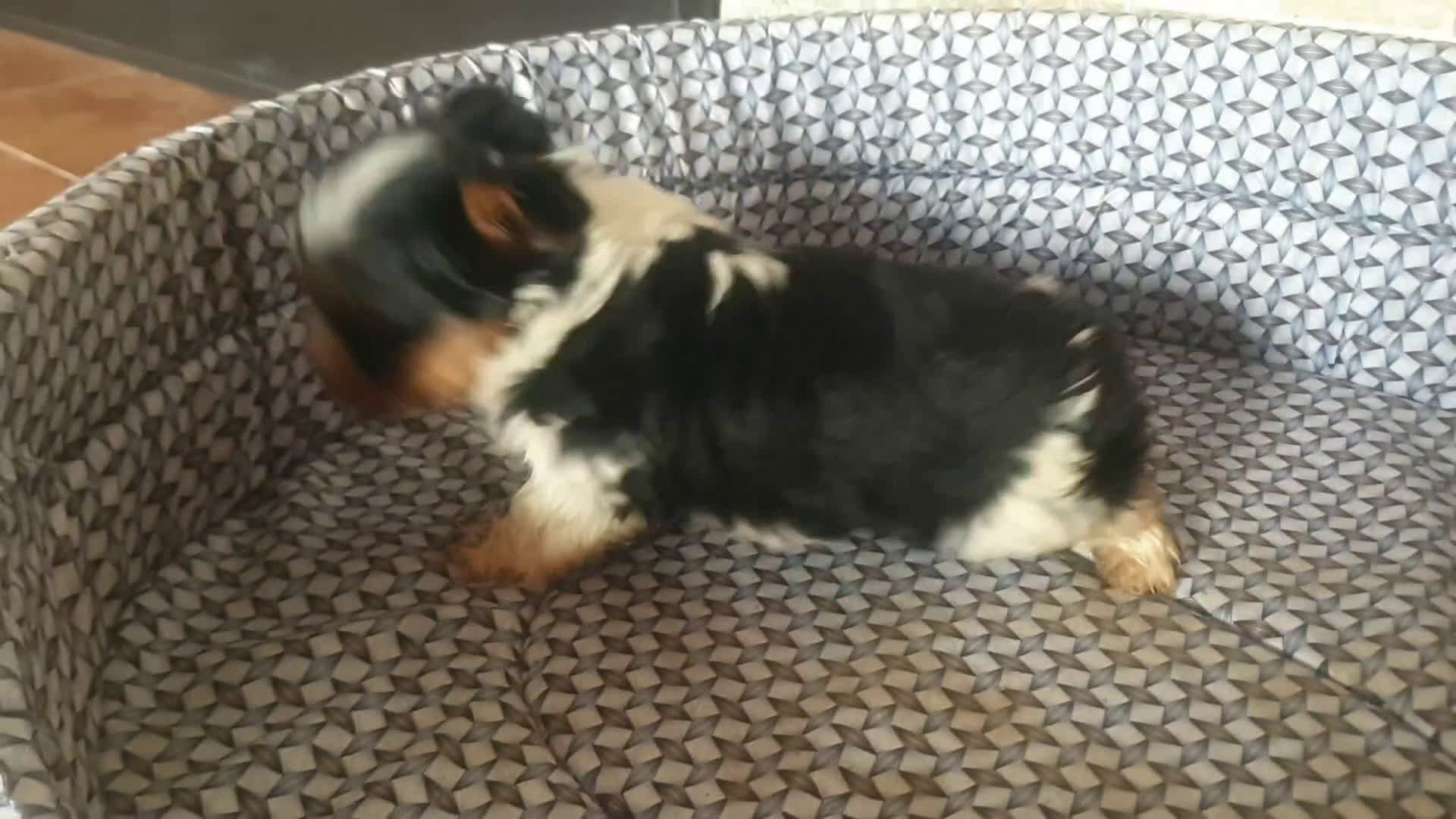 Biewer Yorkshire Terrier a la Pom Pon perros en venta: Biewer machito chiquitin con pedigree - Video 1