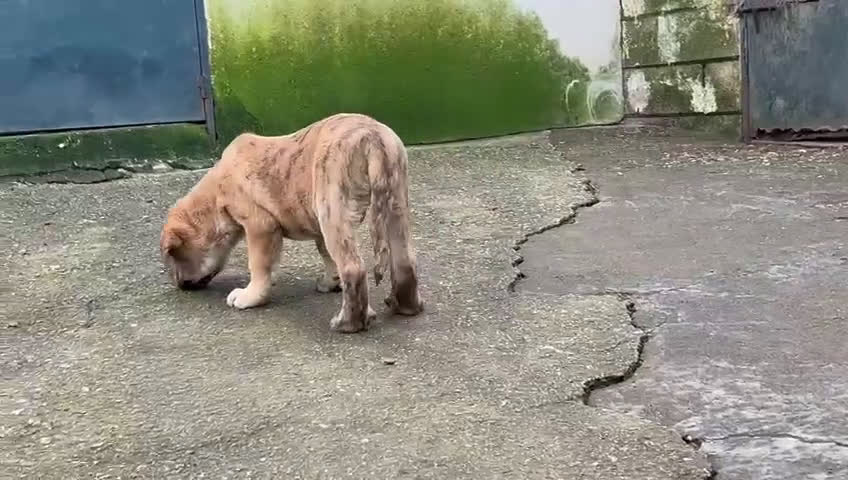 Mastín Español perros en venta: Mastín Español - Video 1