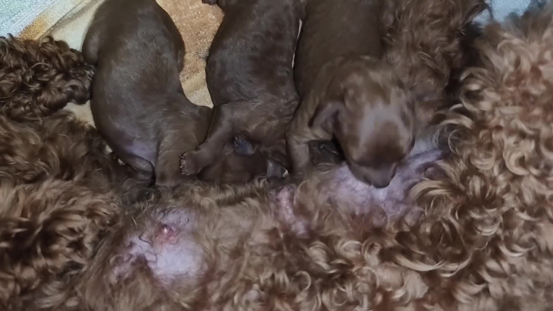 Caniche Toy perros en venta: Caniche toy Prao Toro  en Madrid - Video 1