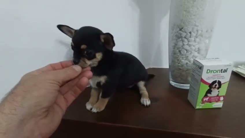 Chihuahua perros en venta: Chihuahua  - Video 2