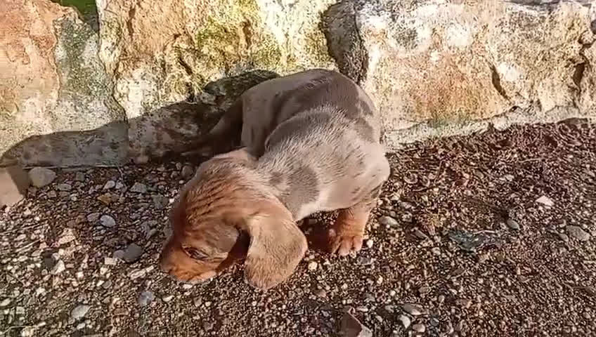 Teckel Miniatura perros en venta: Teckel arlequín chocolate miniatura  - Video 3