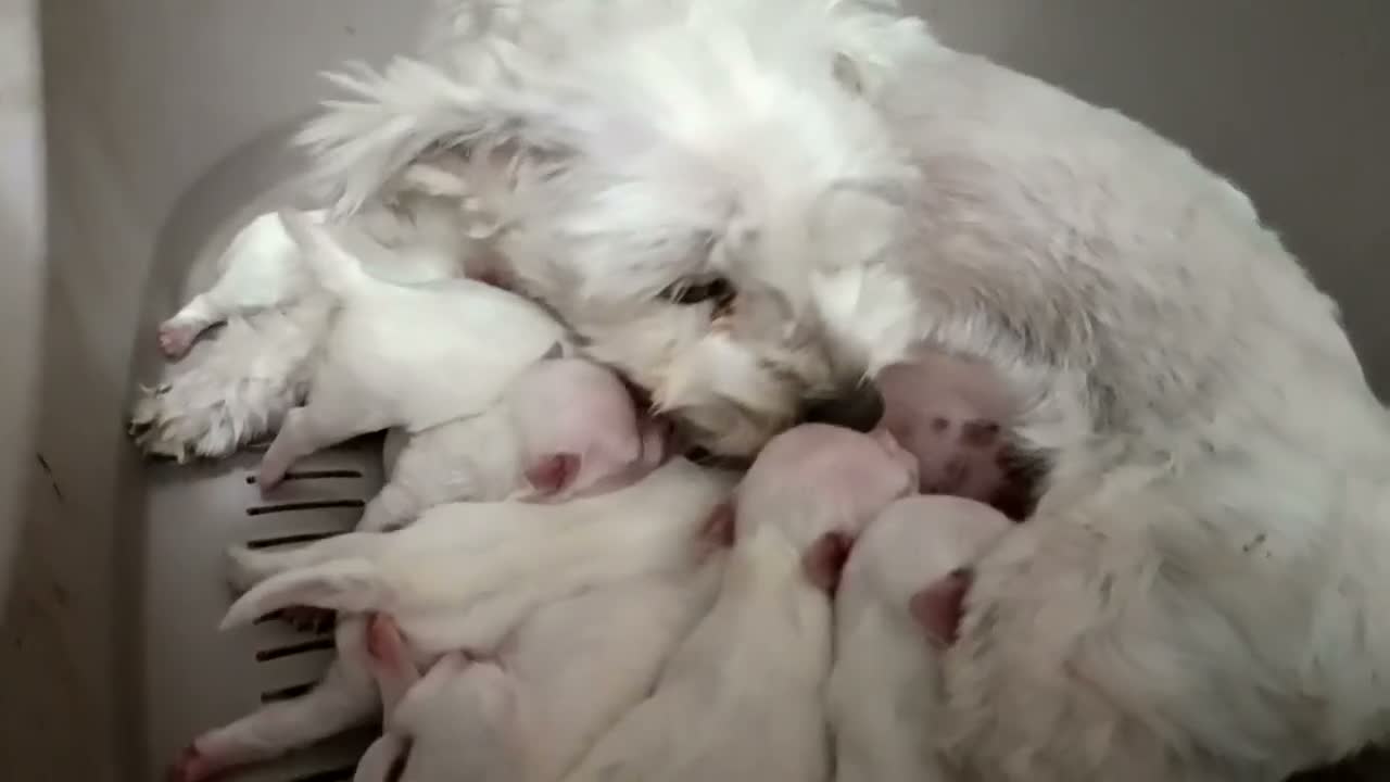 Bichón Maltés perros en venta: Maltes Toy - Video 2