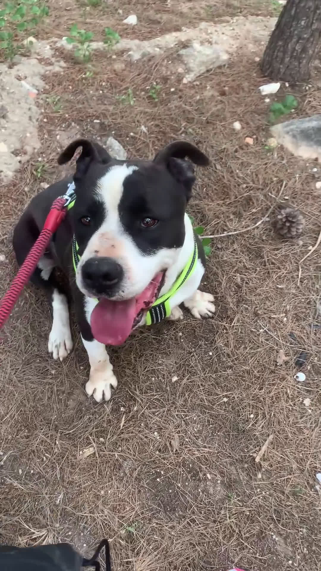 American Staffordshire-Terrier perros en adopcion: GULLIVER ❤️ en Adopción  - Video 2