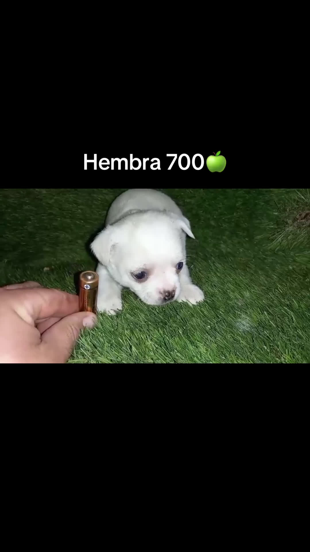 Chihuahua perros en venta: Chihuhuas  - Video 1