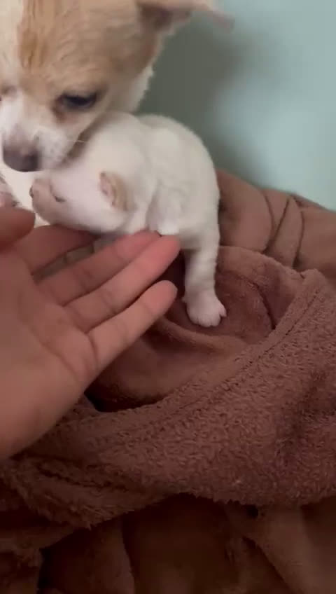 Chihuahua perros en venta: Chihuahua - Video 1