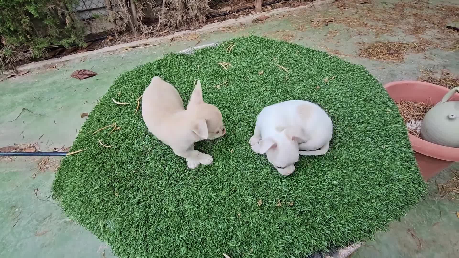 Chihuahua perros en venta: OFERTA  chihuahua mini 650 - Video 1