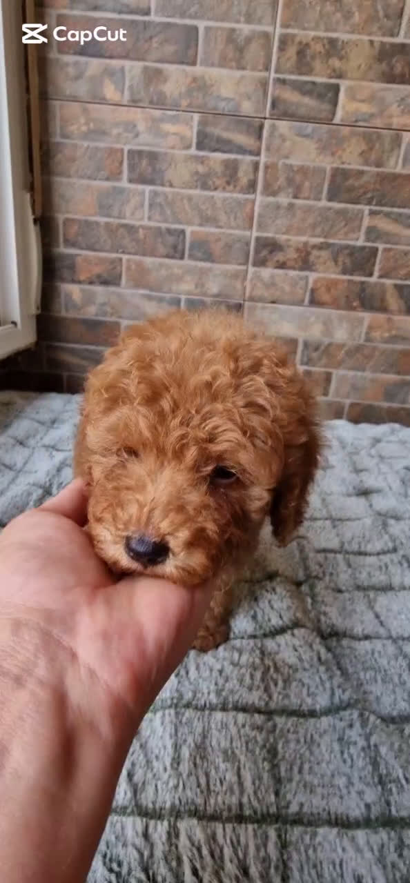 Caniche Toy perros en venta: MACHO ROJO PIMENTÓN  - Video 1