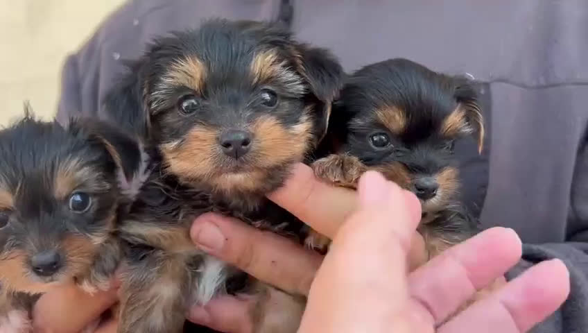 Yorkshire Terrier perros en venta: Yorkshire  - Video 1