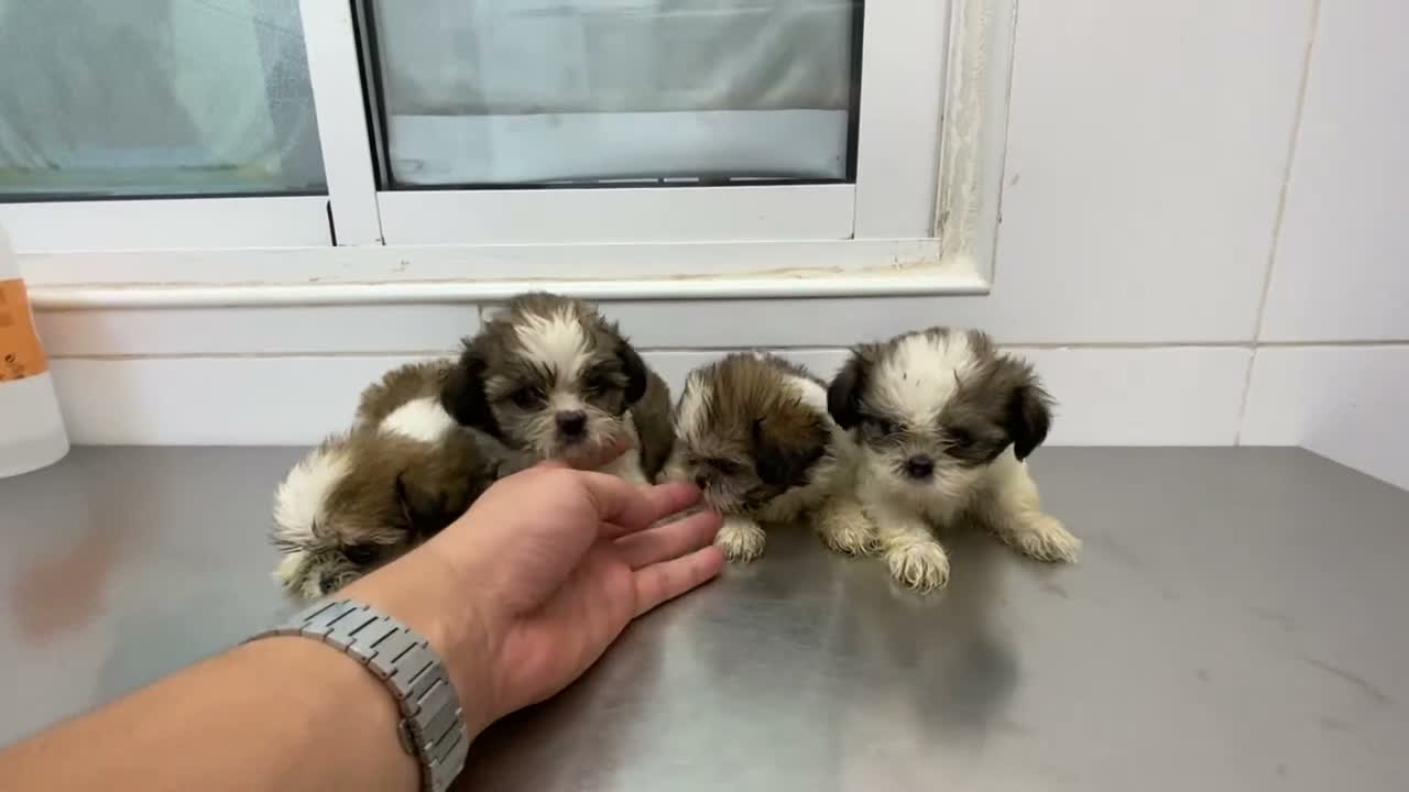 Shih Tzu perros en venta: Cachorros Shih tzu 650€ ¡PRECIO REAL! - Video 2
