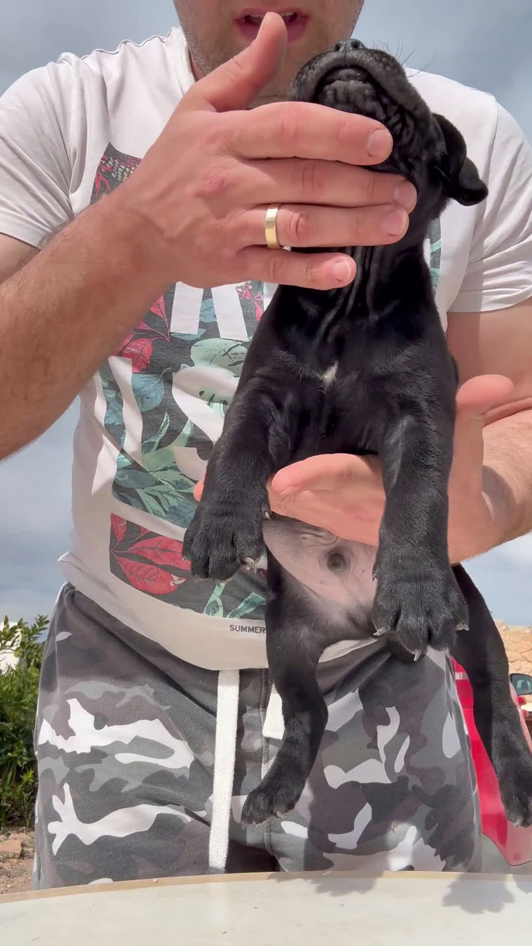 Cane Corso perros en venta: Cachorros de Cane Corso  en Alicante - Video 1