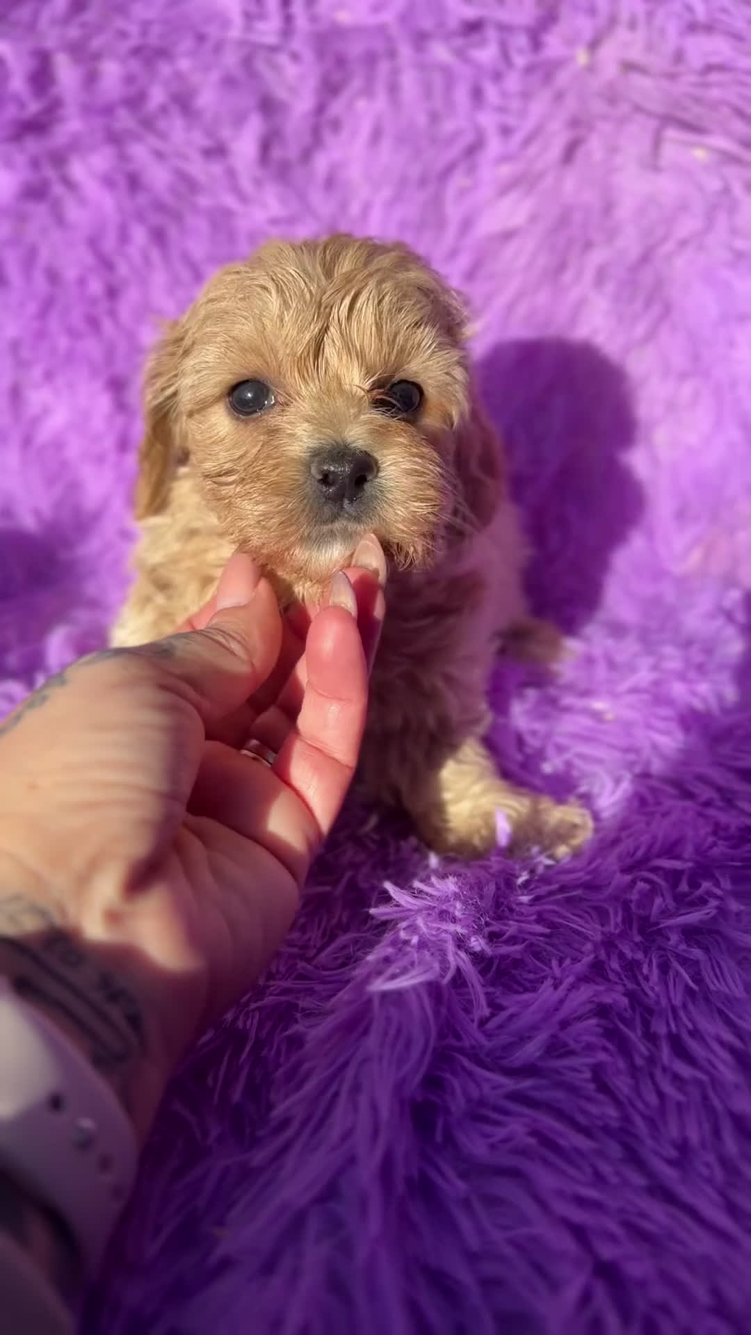 Maltipoo perros en venta: Maltipoo Minitoy  - Video 1