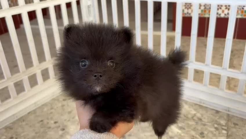 Pomerania perros en venta: POMERANIAS - Video 1