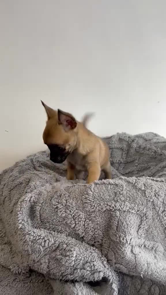 Chihuahua perros en venta: Chihuahua mini - Video 1