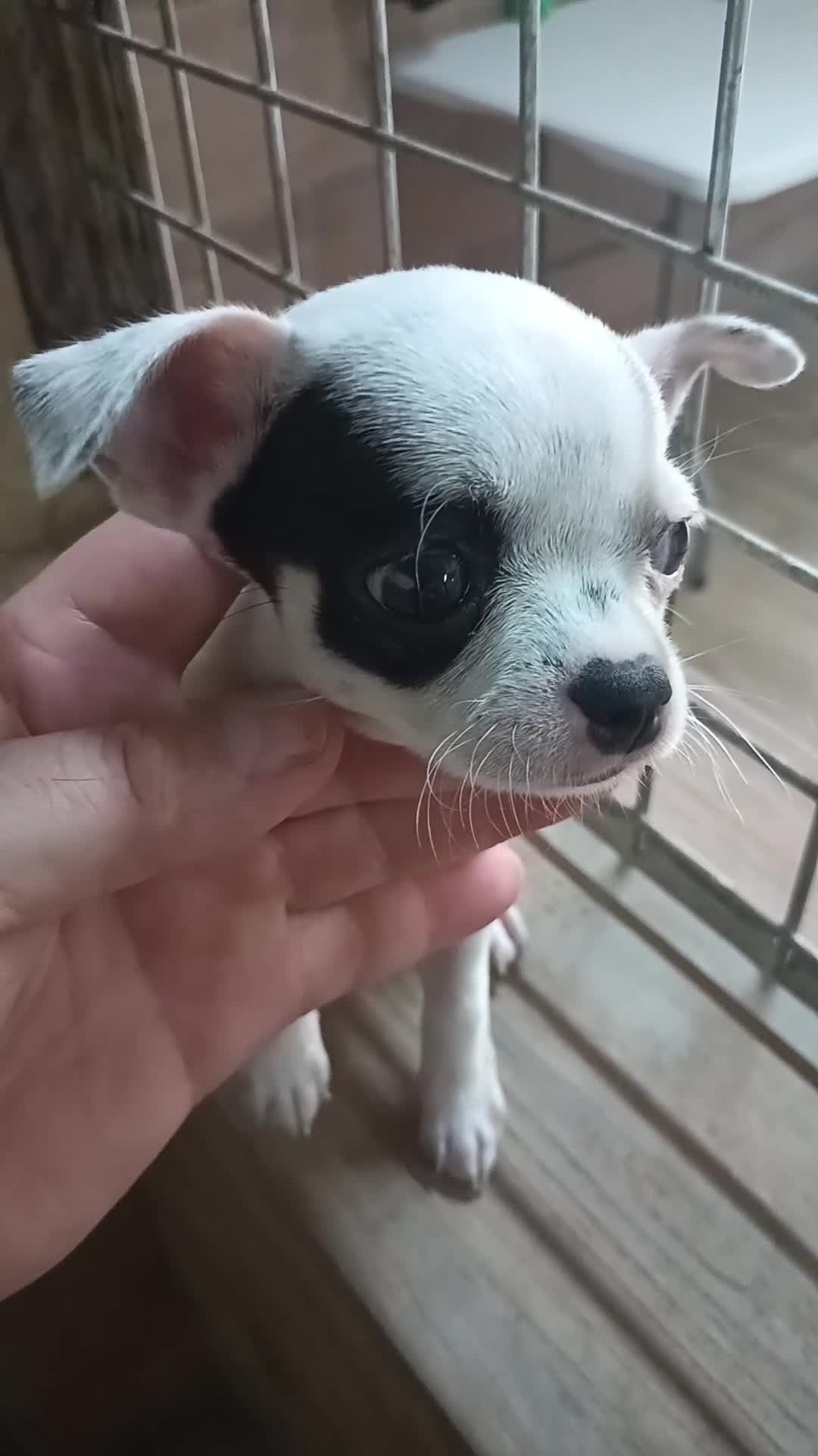 Chihuahua perros en venta: Chihuahua toy  - Video 1
