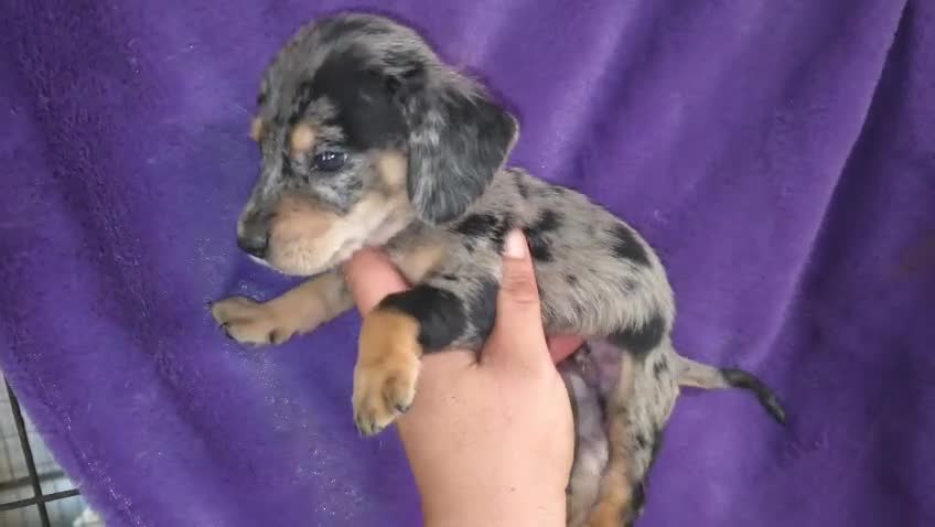 Teckel perros en venta: Teckel Arlequínes y Negros fuego - Video 3