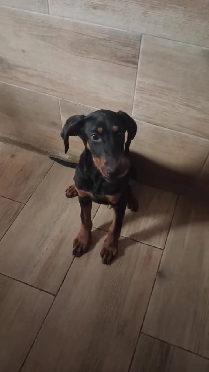 Dobermann perros en venta: Doberman europeos  - Video 2