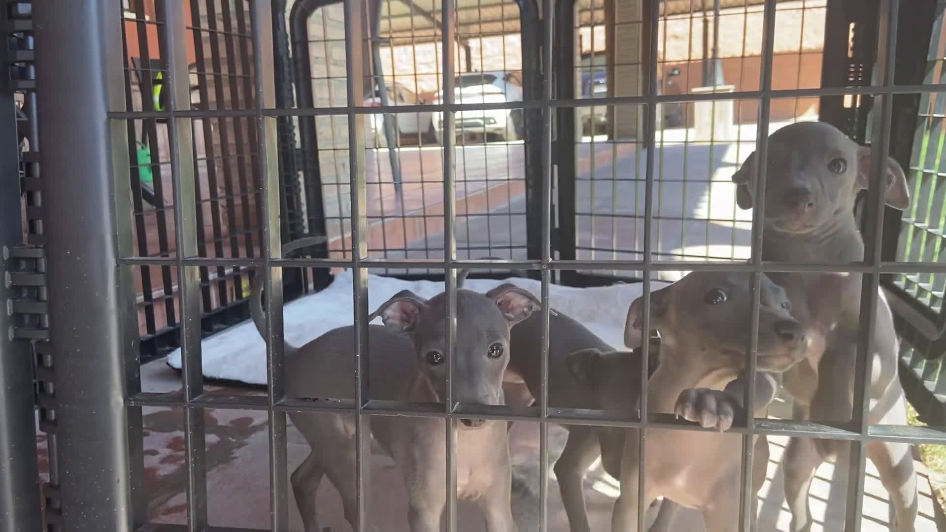 Pequeño Lebrel Italiano perros en venta: PICCOLOS LEBREL ITALIANO - Video 1