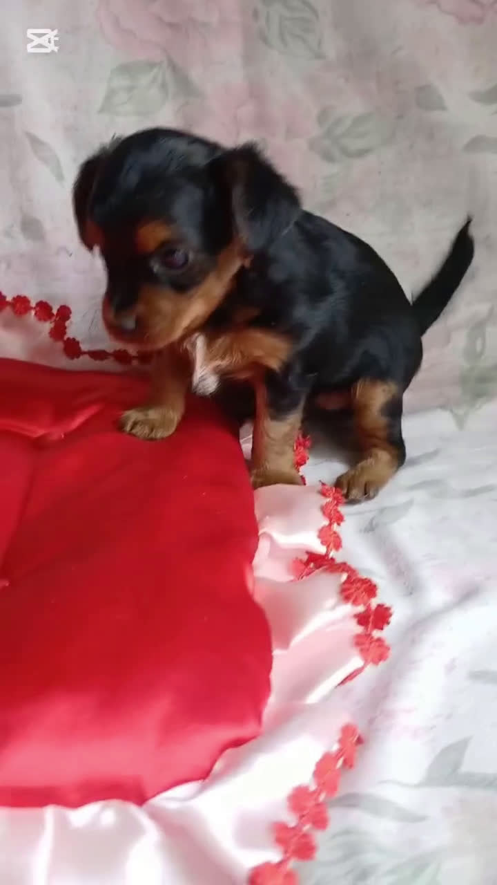 Caniche Toy perros en venta: YORKIE-POO TOY HEMBRA - Video 1