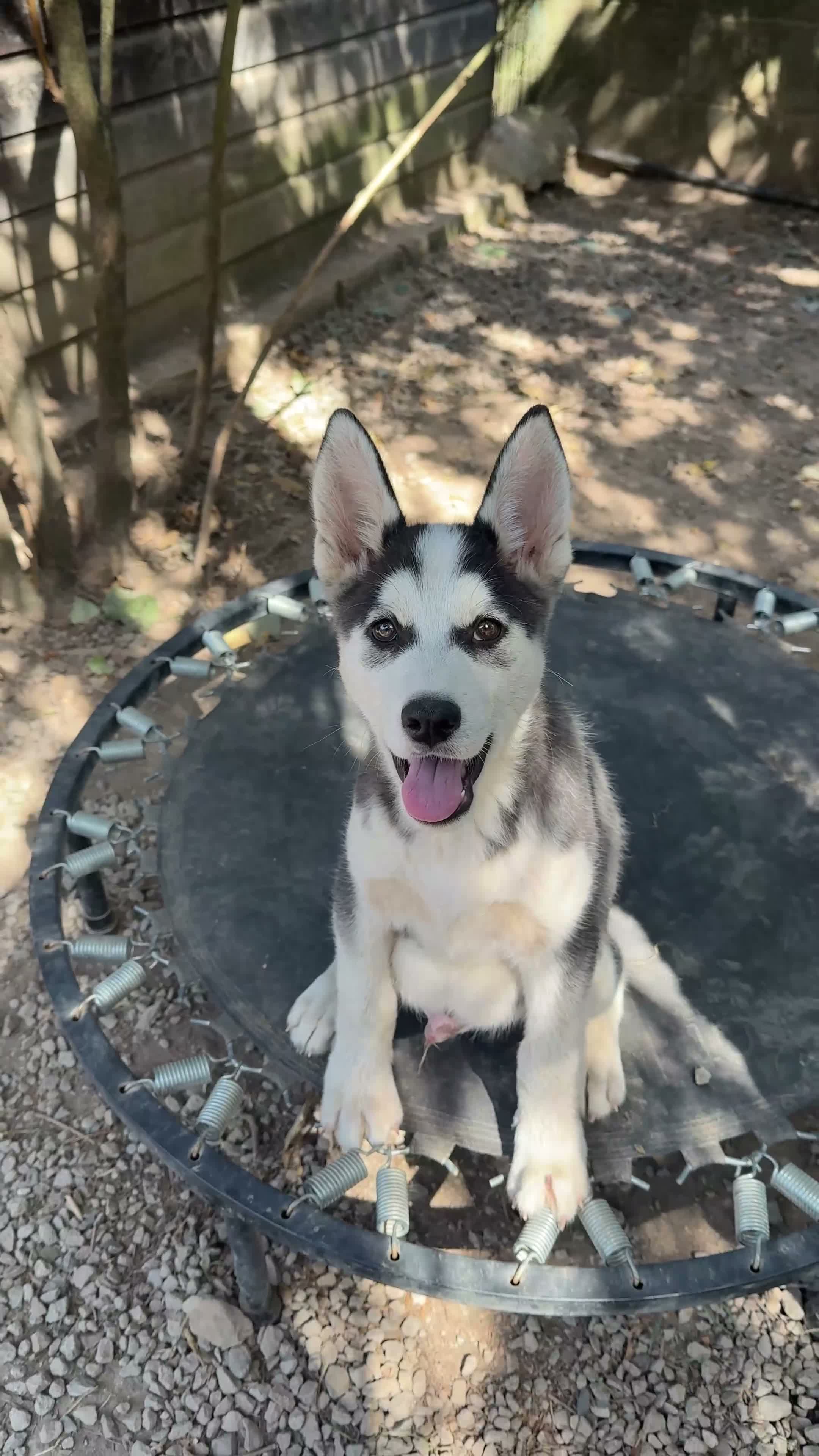 Husky Siberiano perros en venta: HUSKY SIBERIANO - Video 1