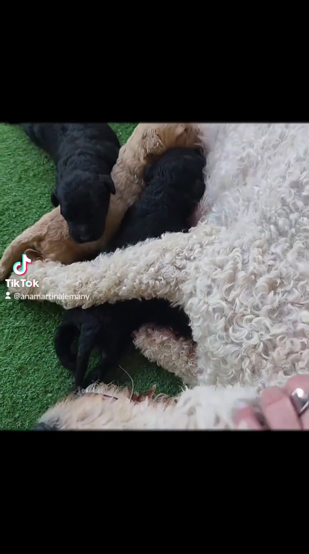 Perro de Agua Español perros en venta: Cachorros perros de agua español - Video 1