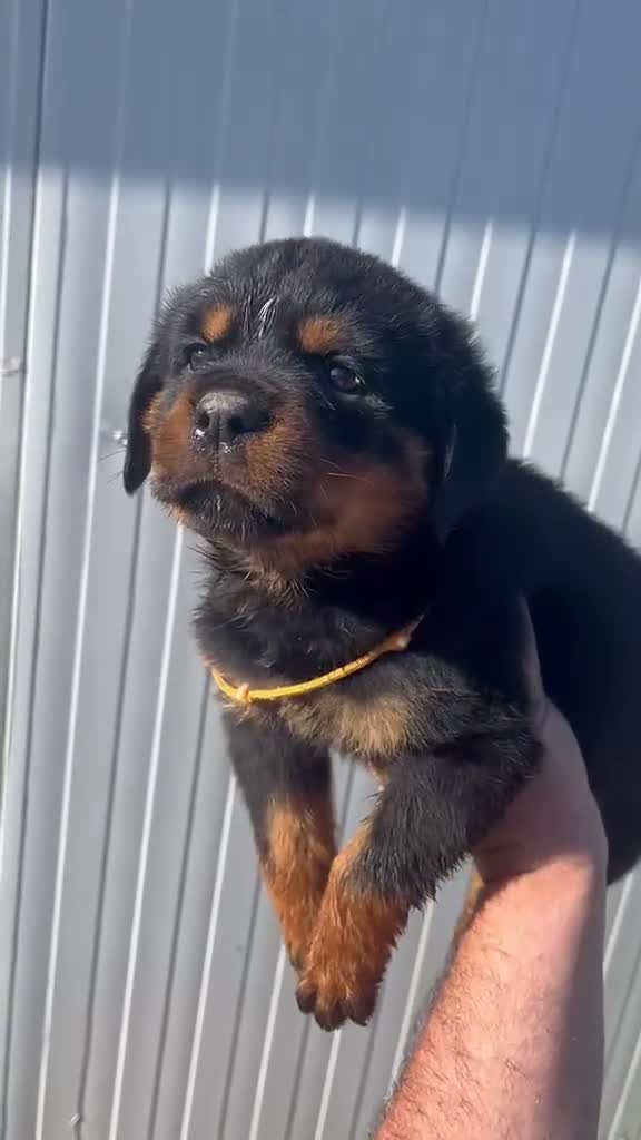 Rottweiler perros en venta:  Rottweiler  en Sevilla - Video 3