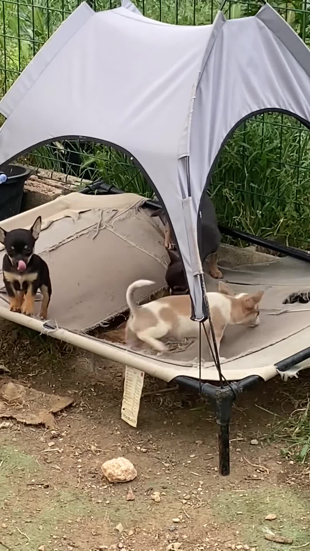 Chihuahua perros en venta: Chihuahuas machitos cabeza manzana toy - Video 1