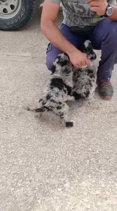 Border Collie perros en venta: Border collie  - Video 3