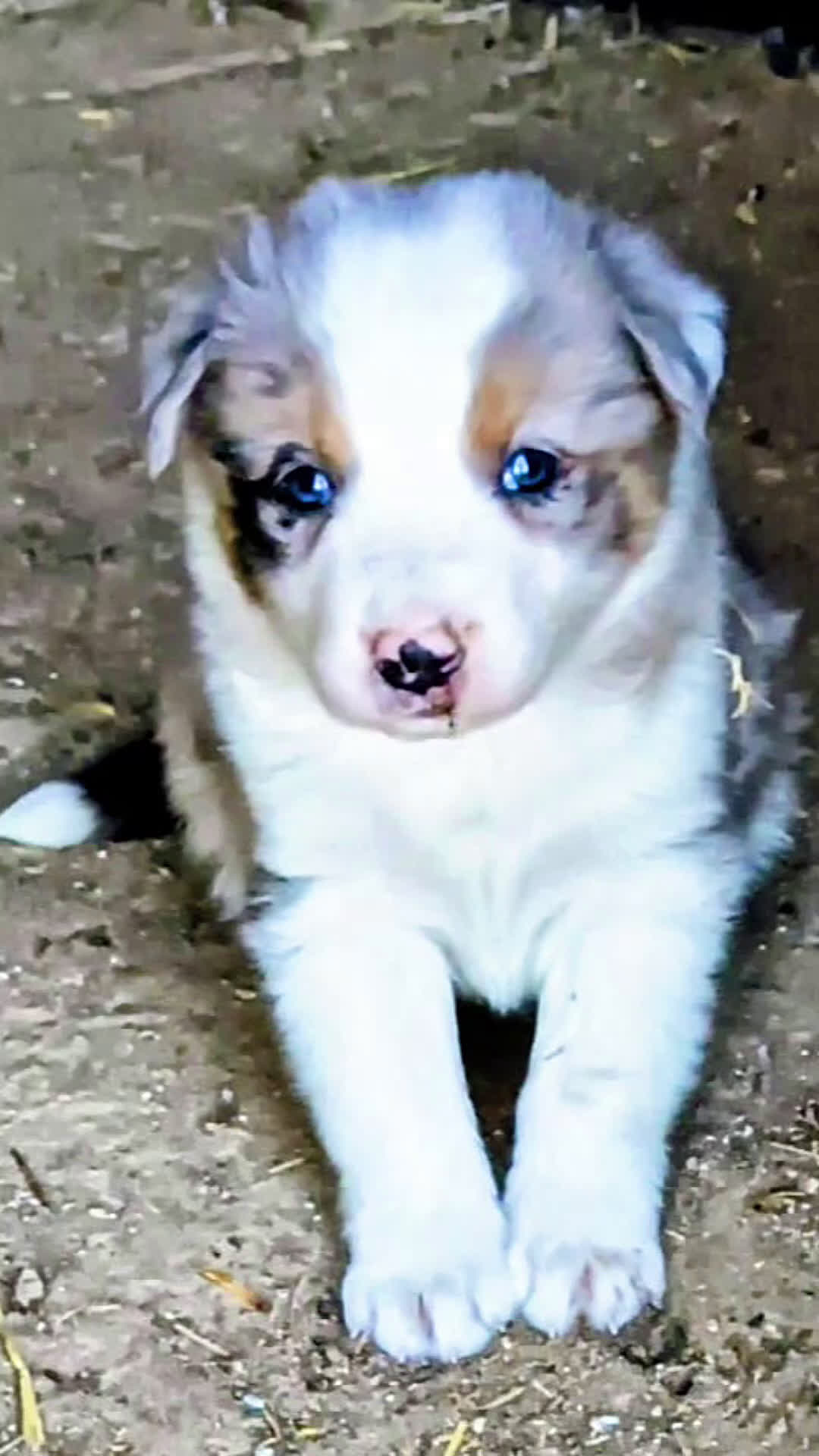 Border Collie perros en venta: Boder collie Parla - Video 1