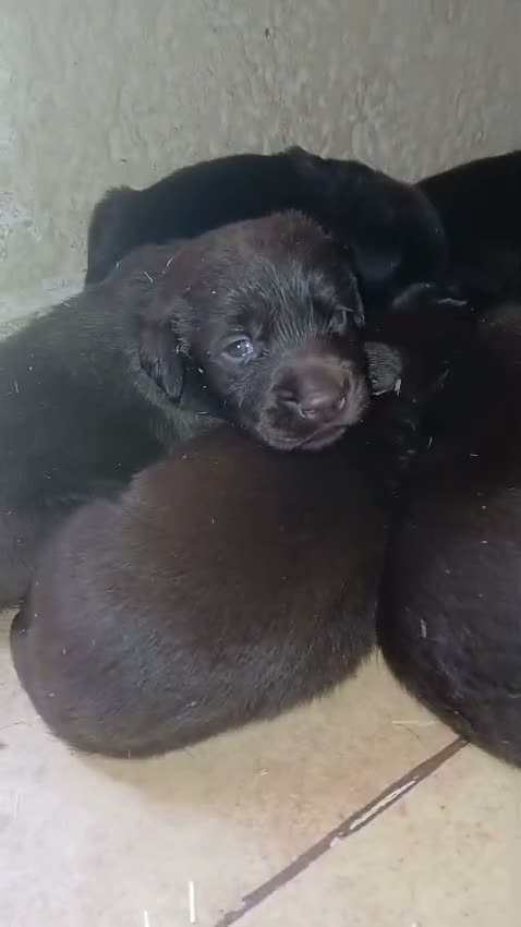 Labrador Retriever perros en venta: Cachorros de labrador chocolate con pedigree  - Video 1