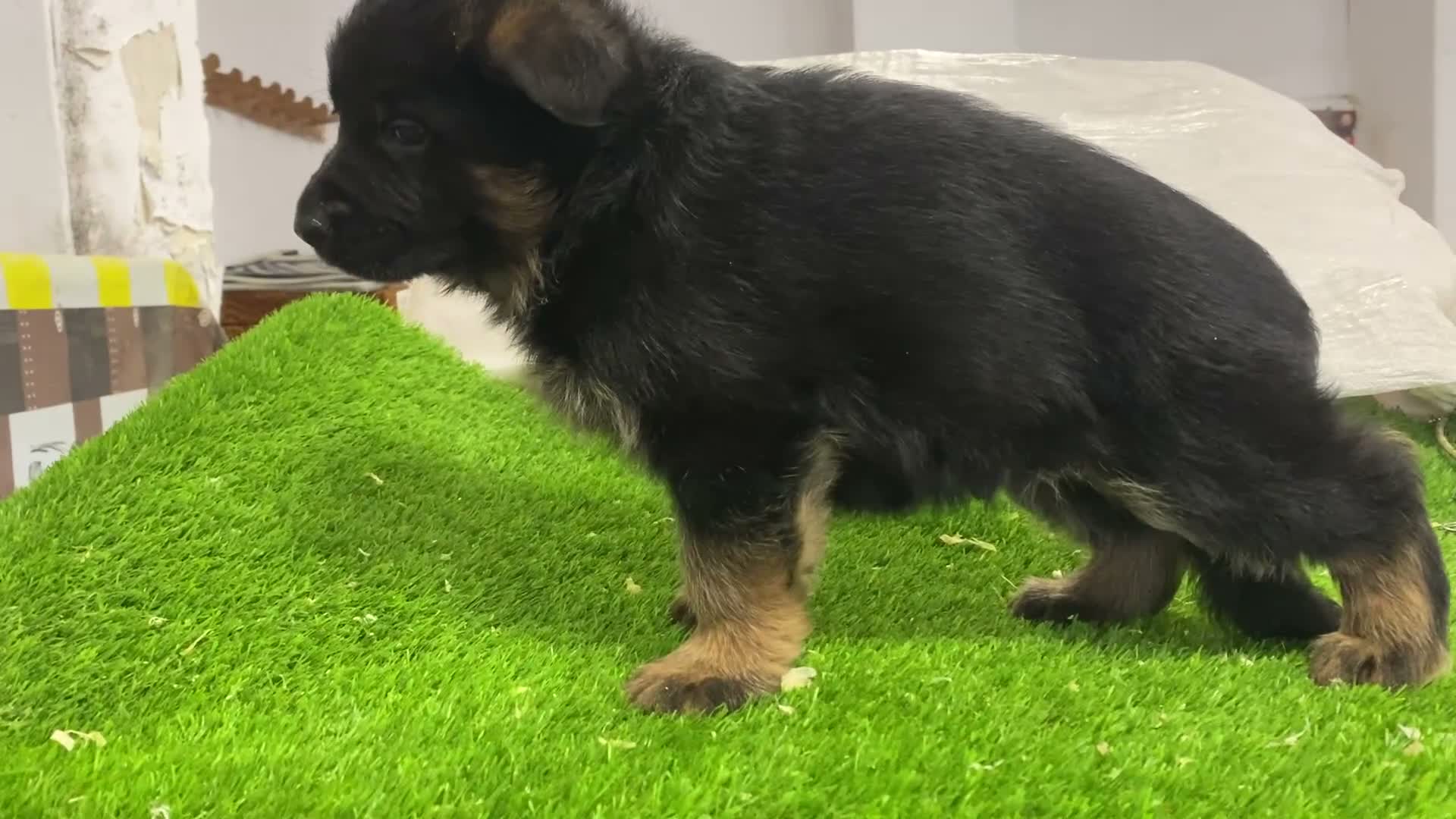Pastor Alemán perros en venta: Cachorros De Pastor Alemán  - Video 2