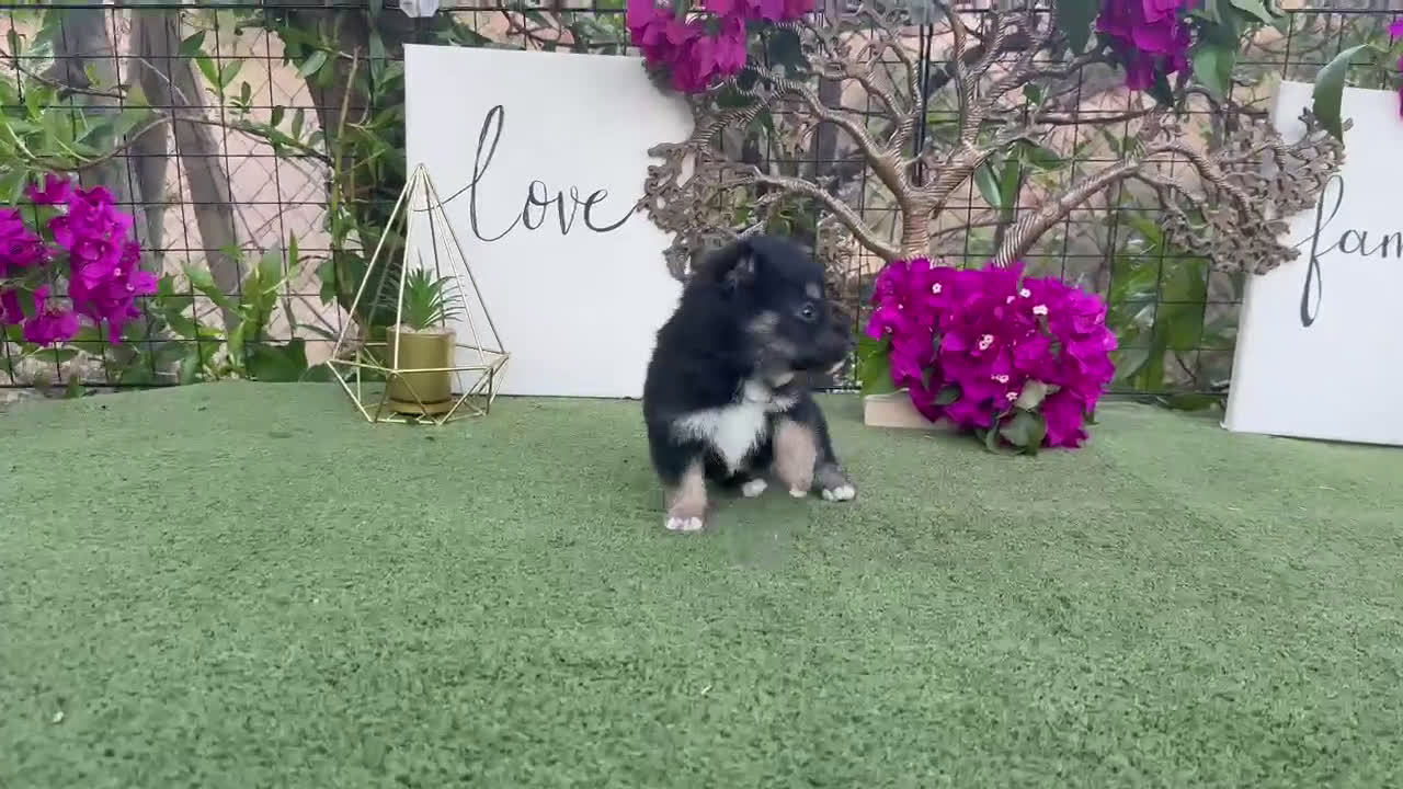 Shiba Inu perros en venta: Rojos y negros Shiba Inu  - Video 1