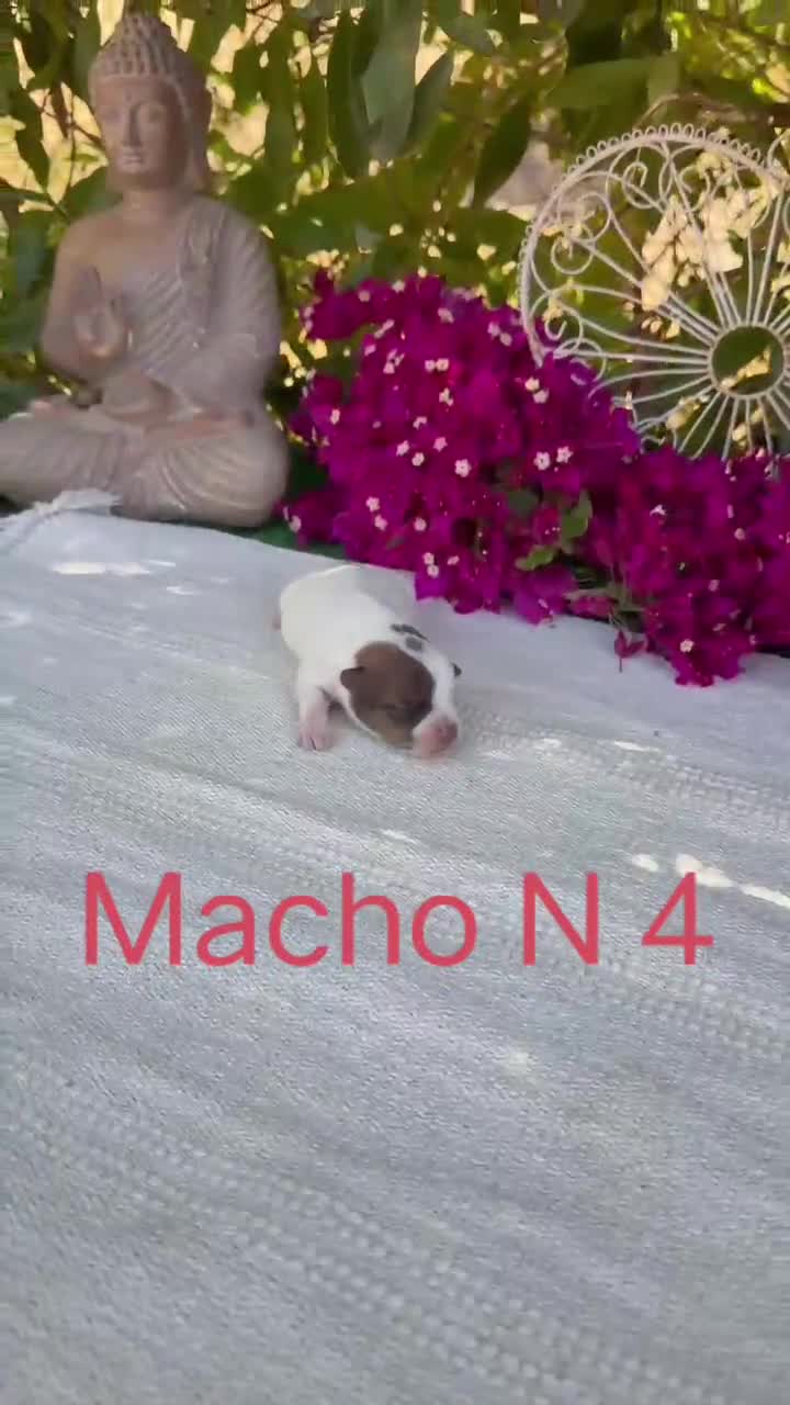 Jack Russell Terrier perros en venta: Jack Russell preciosos bebes disponibles  - Video 2