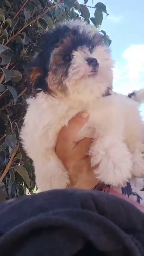 Raza Mixta perros en venta: Cachorrita Malvi - Video 4