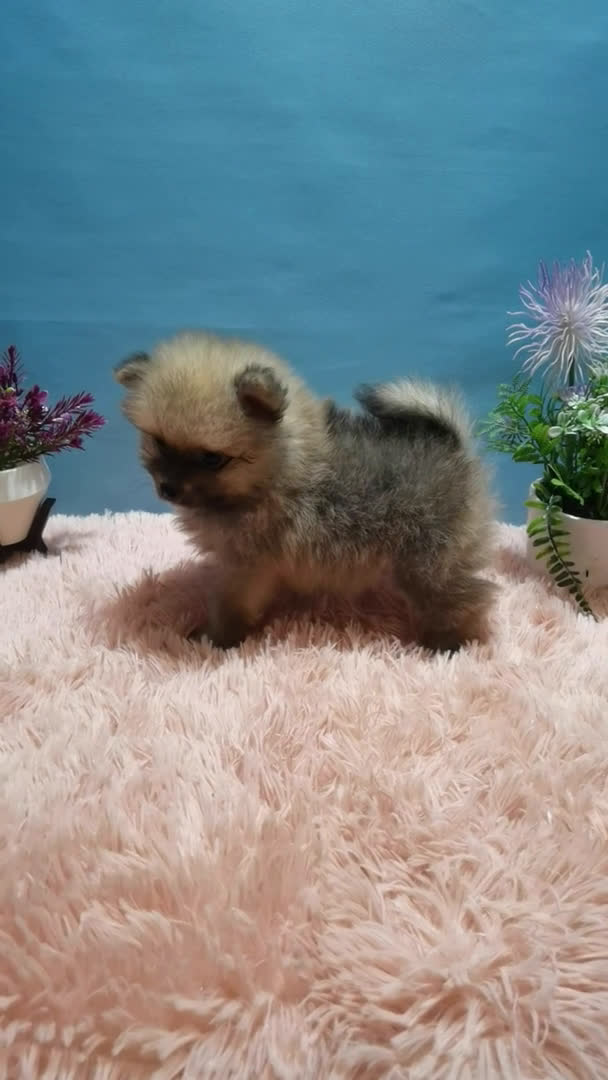 Pomerania perros en venta: Lulu de pomerania  - Video 1