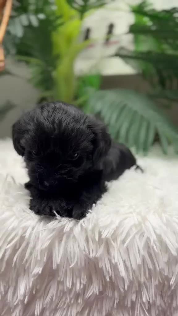 Maltipoo perros en venta: MALTIPOO HEMBRA  - Video 1