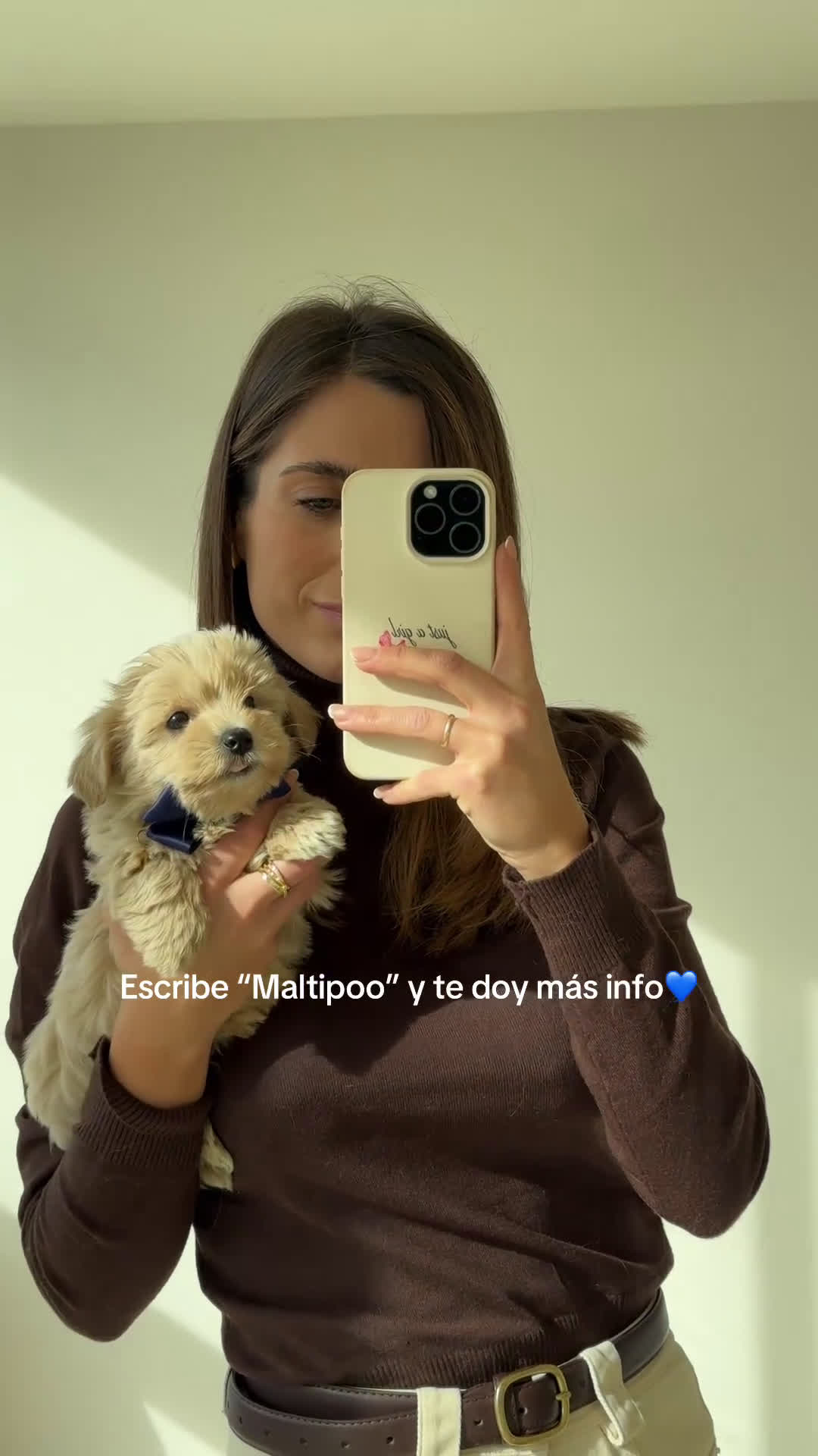 Maltipoo perros en venta: Maltipoo macho - Video 1