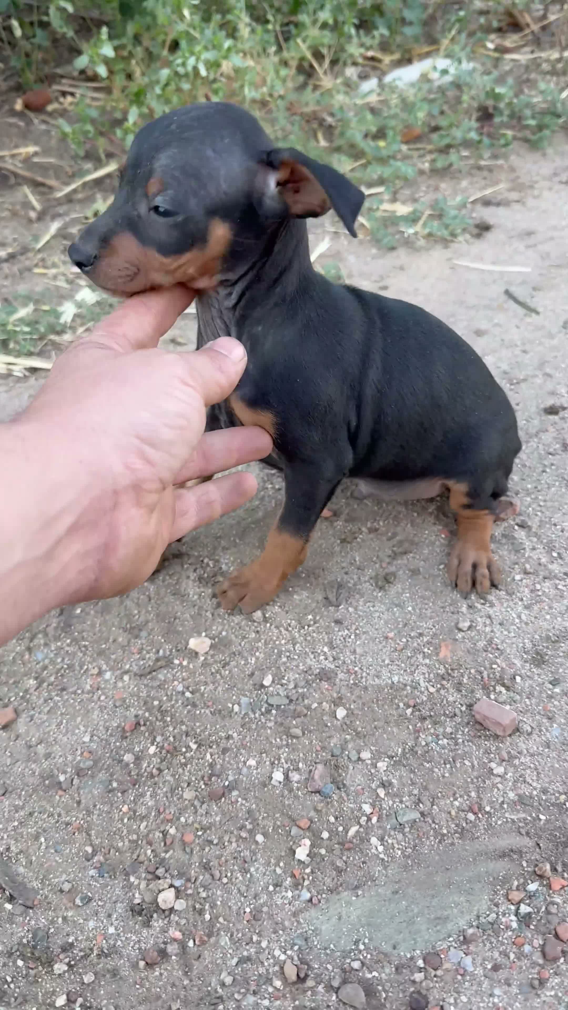 Pinscher Miniatura perros en venta: Minipincher - Video 2