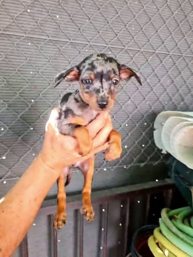 Pinscher Miniatura perros en venta: Mini pinscher  - Video 1