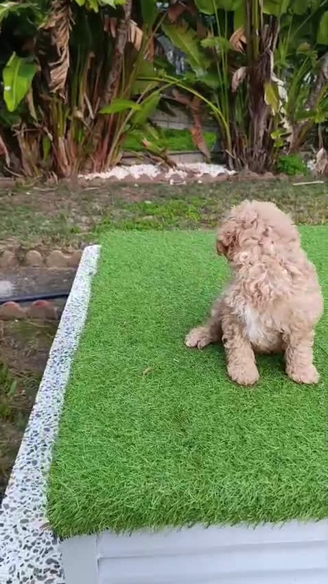 Caniche Toy perros en venta: Caniches - Video 1