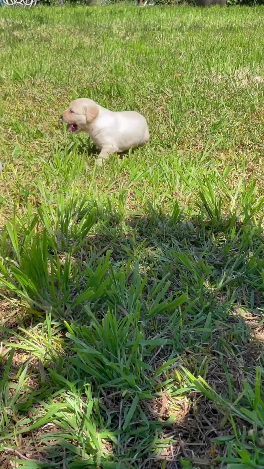 Labrador Retriever perros en venta: Labradores  - Video 2